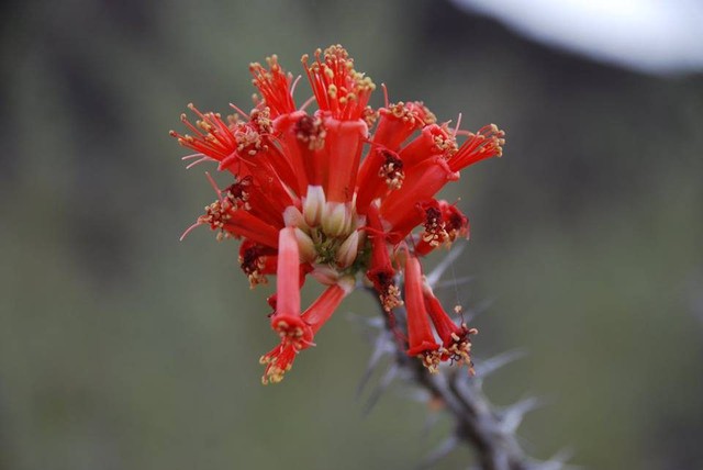 cactus-flower-e1461360201110