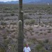 saguaro-e1461359866624
