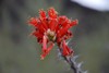 cactus-flower-e1461360201110