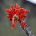 cactus-flower-e1461360201110